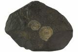 Dactylioceras Ammonite Cluster - Posidonia Shale, Germany #100246-1